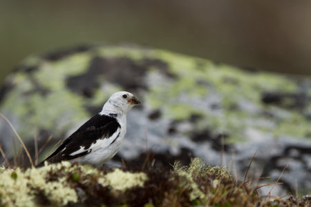 A closeup of a Snow bunting on the ground in the DovrefjellâSunndalsfjella National Park, Norwayの写真素材