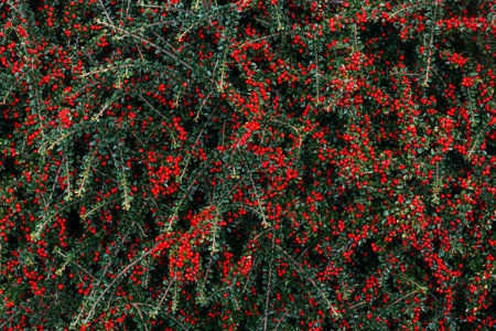 A closeup shot of cotoneaster horizontalis plant