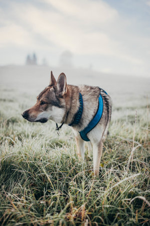 A vertical shot of wolfdog with harness standing on the grassの写真素材