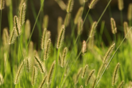 A closeup of the yellow bristle-grass, texture for wallpaper or background
