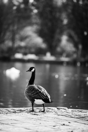 A vertical grayscale shot of a goose standing near the lakeの写真素材