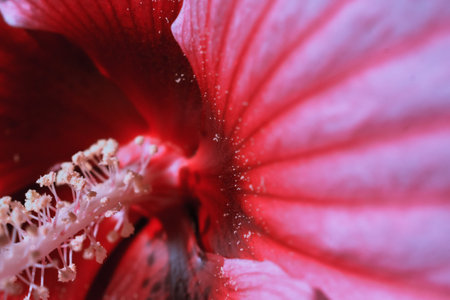 A closeup shot of pollen and petal details in a pink flowerの写真素材