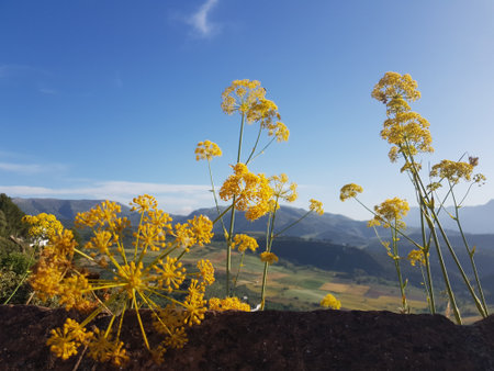 A selective focus shot of ferula flowersの写真素材