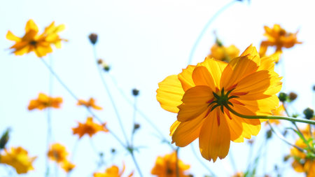 A closeup shot of beautiful yellow cosmos flowers on blurred backgroundの写真素材