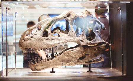 A closeup of a dinosaur skull in a display case under the lights in a museumのeditorial素材