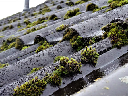 A closeup of Orthotrichum Speciosum covering the roofの写真素材