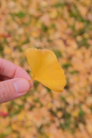 A selective focus shot of man's hand holding a yellow ginkgo leafの写真素材