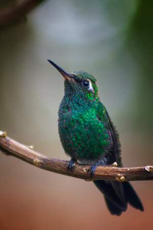 A vertical shot of the Hummingbird perching on a tree branch on a blurry backgroundの写真素材