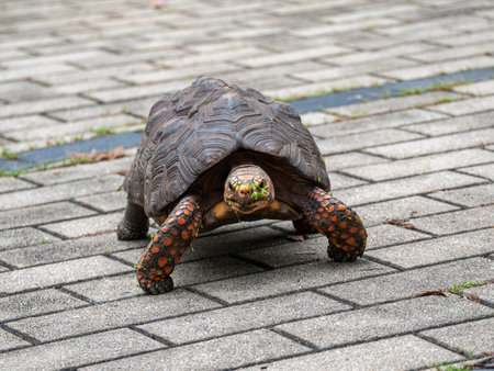 Red-Footed Tortoise (Chelonoidis Carbonarius) a Species from Northern South America Walking in the Parkの写真素材