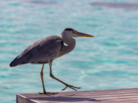 A selective focus shot of a gray heron on a pierの写真素材