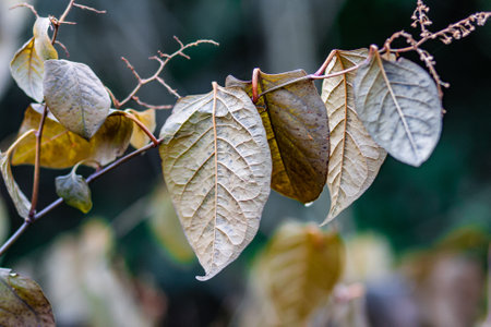 A selective focus shot of autumn leaves in the garden