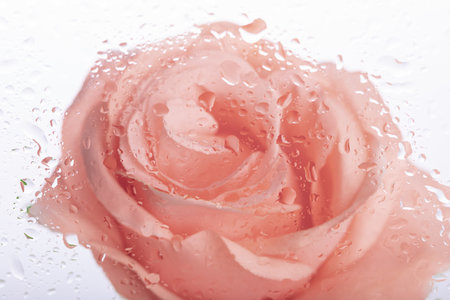 A closeup shot of water droplets on glass with pink rose background - perfect for wallpaperの写真素材