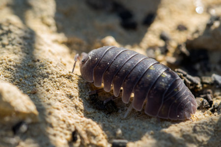 A closeup shot of Maltese wood louse on limestone rock