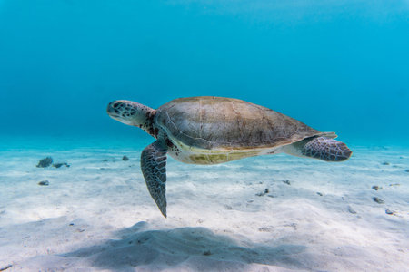 An amazing shot of a sea turtle swimming in the crystally clear waterの写真素材