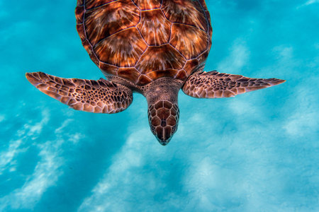 An amazing shot of a sea turtle swimming in the crystally clear water