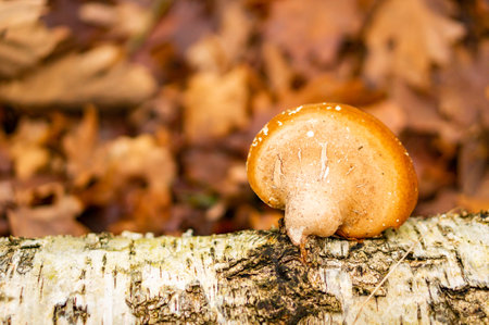 A selective focus shot of a boletus mushroom on a trunk