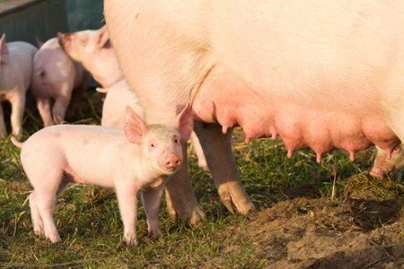 A breeding sow with her piglets on an outdoor farmの写真素材