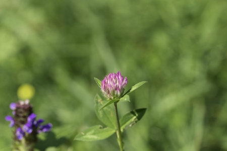 A selective focus shot of a meadow clover in a field