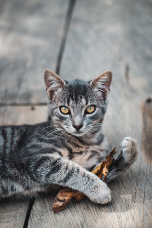 A vertical shot of a cute grey and white striped cat holding onto a leaf and looking at the cameraの写真素材