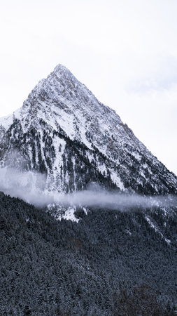 A beautiful shot of a winter fir forest near mountainsの写真素材