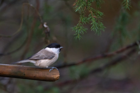 Portrait photography of a marsh tit, (Poecile palustris) sitting on a branch in forest. Soft focus, bokeh, dark moody background, copy space.の写真素材