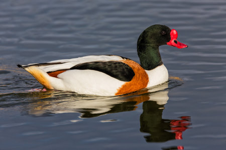 A closeup shot of shelduck swimming on a water surfaceの写真素材