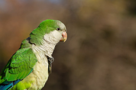 A selective focus shot of a beautiful monk parakeet birdの写真素材