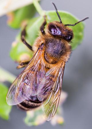 A selective focus shot of a Bee sitting on a branch