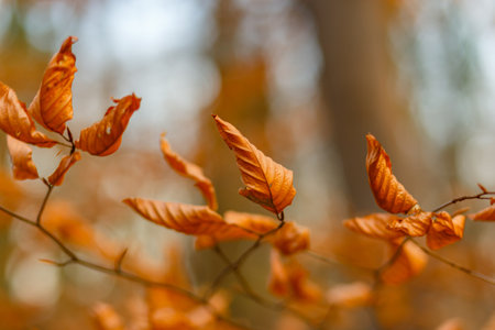 A closeup shot of autumn leaves