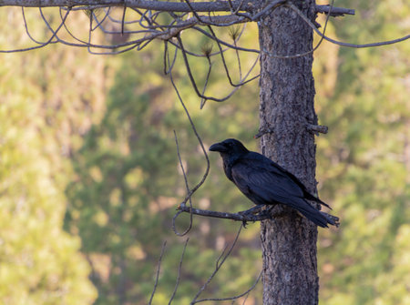 A selective focus shot of an American crow perched on a treeの写真素材