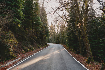 A beautiful shot of a road through the green forest
