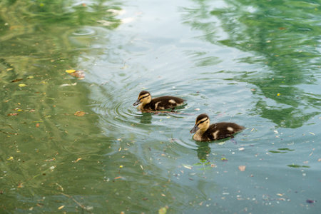 A closeup shot of two small cute ducks swimming in Lake Bled, Slovenia in the daytimeの写真素材