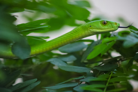 A selective focus shot of a cute  smooth green mambasnake between green leaves