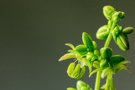 A shot of green medical marijuana/cannabis growing in the gardenの写真素材