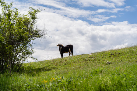 A cow in a green fieldの写真素材