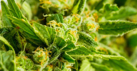 A closeup shot of cannabis leaf in a weed farmの写真素材