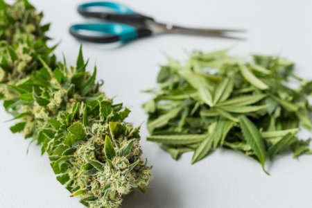 A close-up shot of dried and cut medical marijuana on a white surfaceの写真素材
