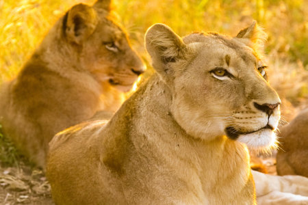 A beautiful african lion lying in long grass in South Africaの写真素材