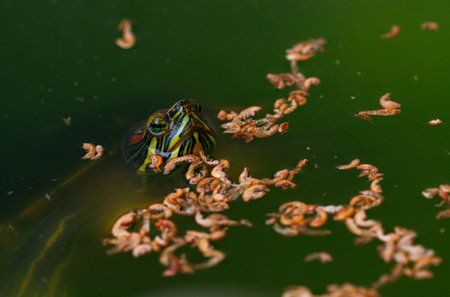A closeup shot of a turtle and worms in the waterの写真素材