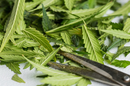 A closeup shot of cannabis leaf in a weed farmの写真素材