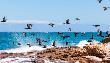 An amazing shot of a flock of birds flying above the blue and clear water and the coastline