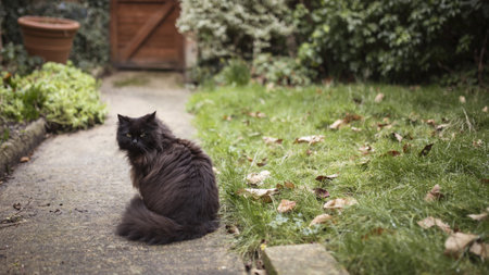 Black longhair domestic cat in the garden.の写真素材