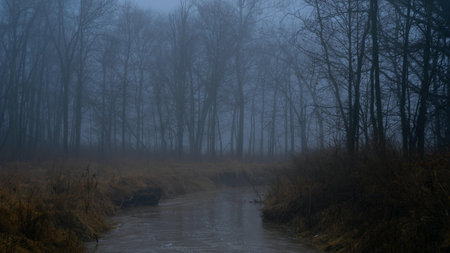 A stream flowing in a forest covered by a fog