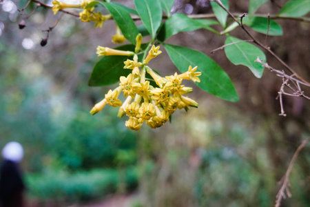 A selective focus shot of Chilean jessamine against a bokeh backgroundの写真素材
