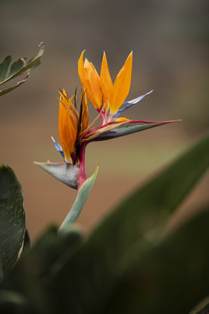 A vertical shot of an orange Bird of Paradise flower in a natural environmentの写真素材