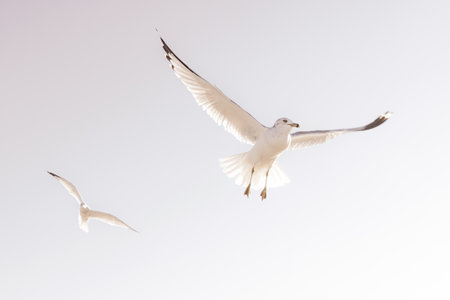 A beautiful shot of two white seagulls in fliの写真素材
