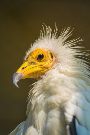 A vertical closeup shot of an Egyptian vulture in Al Areen Wildlife Park in Bahrainの写真素材