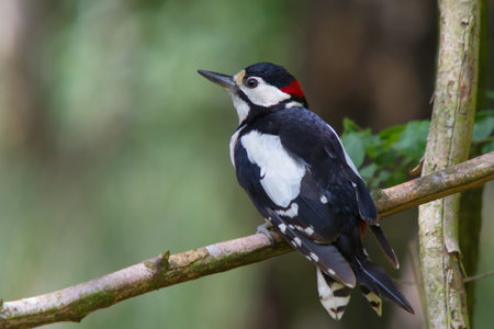 Pretty woodpecker on a branch in the forestの写真素材