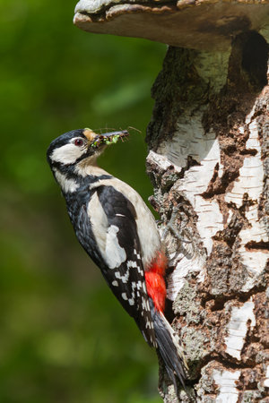 Woodpecker with food in beak on a birchの写真素材
