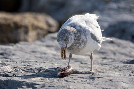 A soft focus of a gull eating a fish at shoreの写真素材